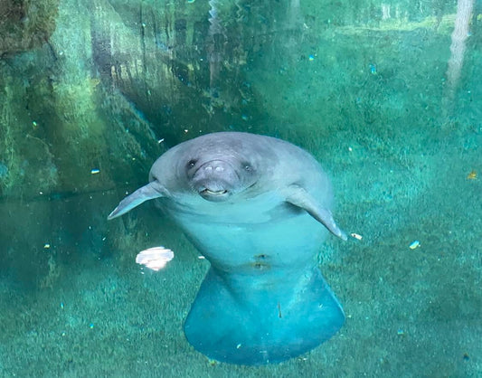 Manatee