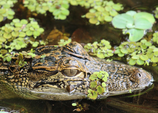 Roaming Alligators and High Tea - A Great Combination for the Perfect St. Petersburg Day Trip!