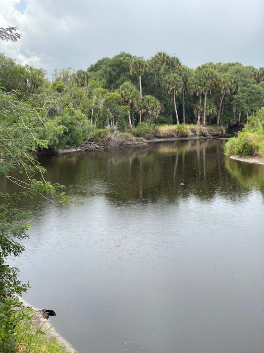 A Day of Adventure and Natural Splendor: Exploring Myakka State Park in Sarasota, Florida